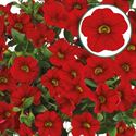 Afbeelding van Calibrachoa P12 Red